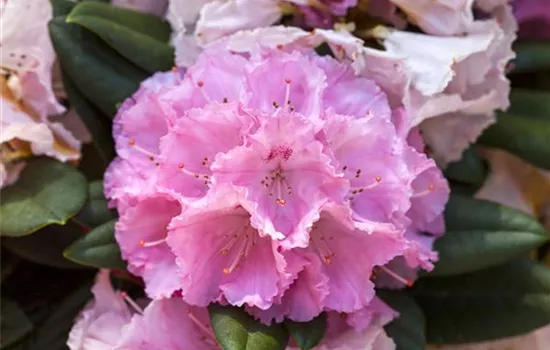Rhododendron yakushimanum Rhododendron yakushimanum