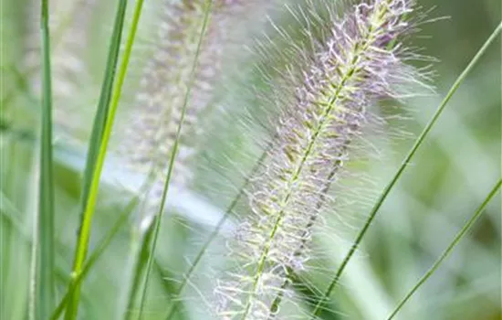 Pennisetum alopecuroides Pennisetum alopecuroides