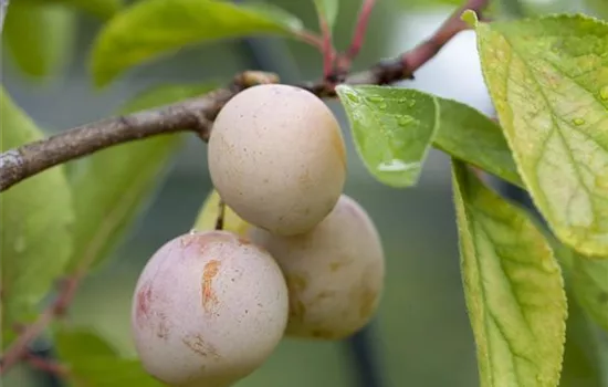 Prunus domestica subsp. syriaca Prunus domestica subsp. syriaca