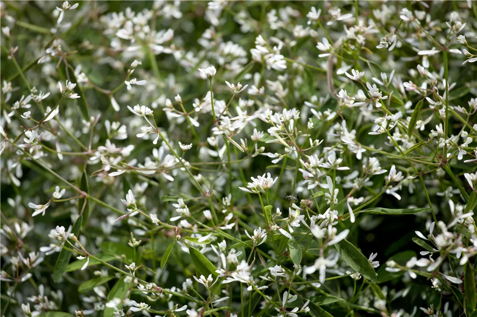 Euphorbia hypericifolia