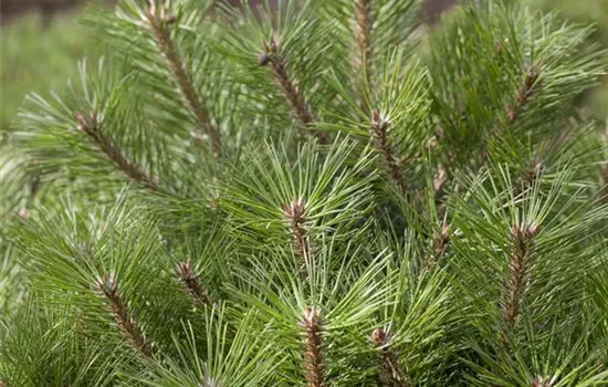 Pinus nigra 'Pierrick Brégeon'