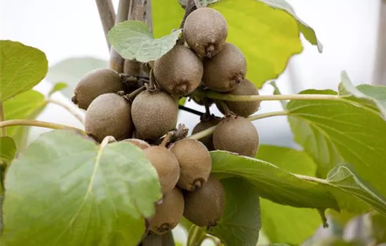 Actinidia chinensis 'Solissimo'® Actinidia chinensis 'Solissimo'®