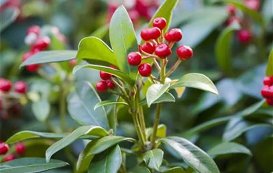 Skimmia japonica