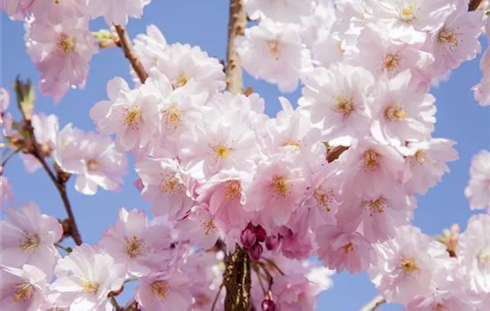 Prunus serrulata Prunus serrulata