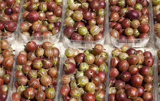 Ribes uva-crispa 'Hinnonmäki' Ribes uva-crispa 'Hinnonmäki'