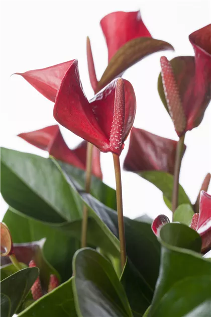 Anthurium x andreanum