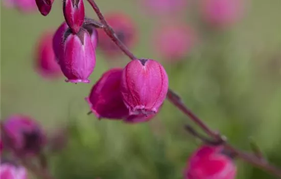 Daboecia cantabrica Daboecia cantabrica