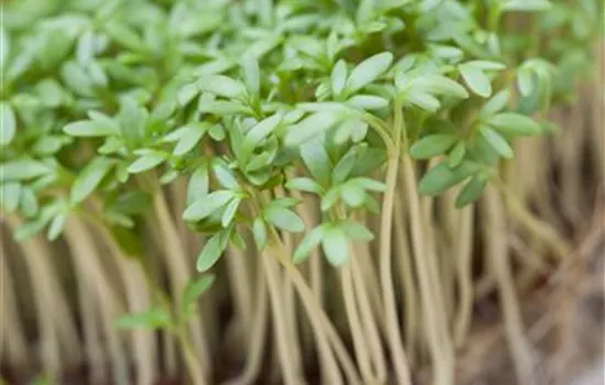 Lepidium sativum Lepidium sativum