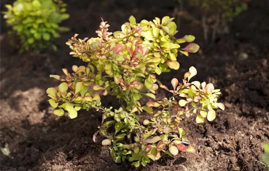 Berberis thunbergii Berberis thunbergii
