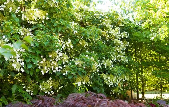 Hydrangea petiolaris Hydrangea petiolaris