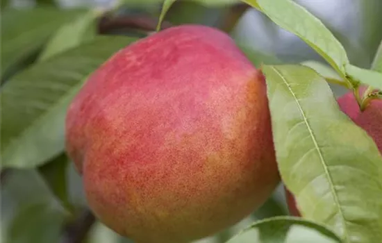 Prunus persica var. nucipersica Prunus persica var. nucipersica