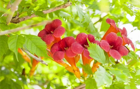 Campsis radicans Campsis radicans