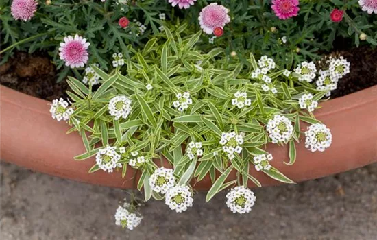 Iberis sempervirens Iberis sempervirens