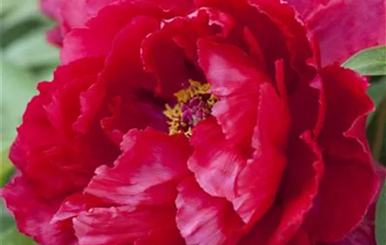 Paeonia lactiflora, rot Paeonia lactiflora, rot