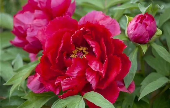 Paeonia lactiflora Paeonia lactiflora