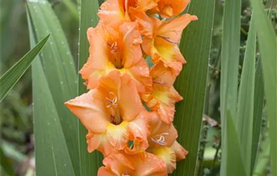 Gladiolus Gladiolus