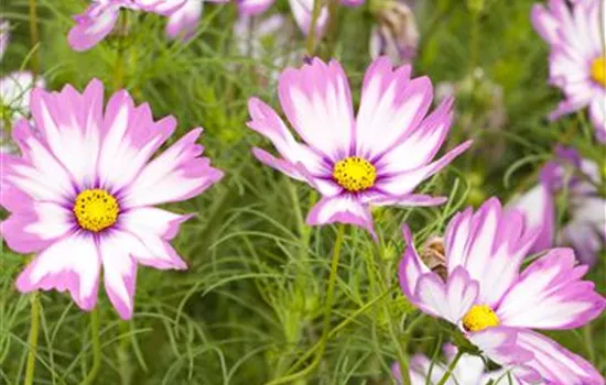 Cosmos bipinnatus Cosmos bipinnatus