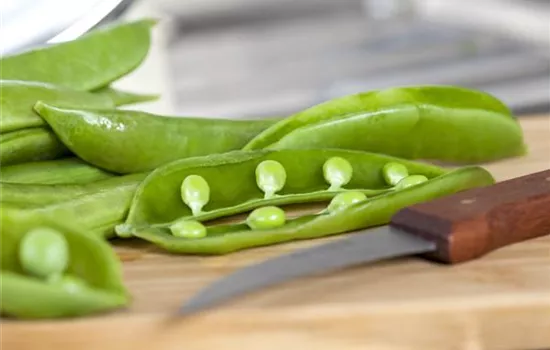 Pisum sativum Pisum sativum