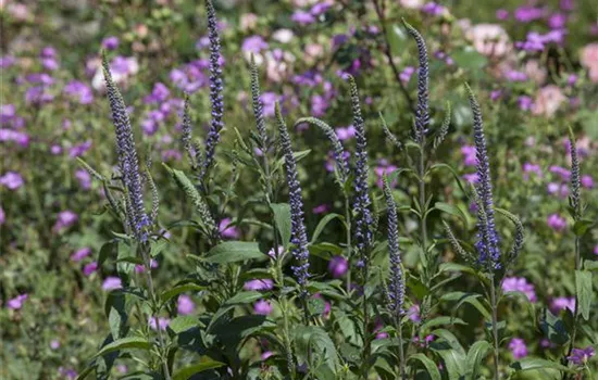 Veronica spicata Veronica spicata