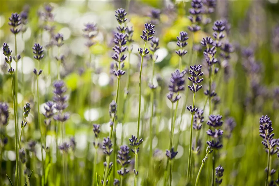 weihnachtsbaum künstlich spritzguss Weihnachtsbaum aus 100 % Spritzguss – 210 cm