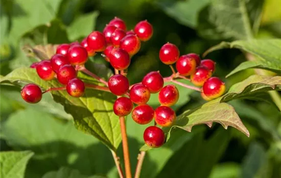 Viburnum opulus Viburnum opulus