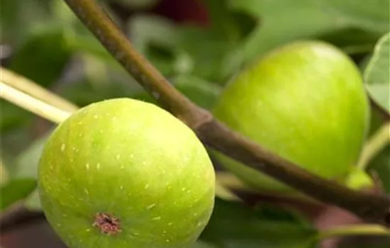 Ficus carica Ficus carica
