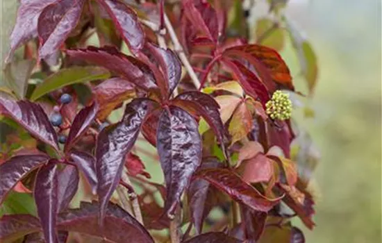 Parthenocissus quinquefolia Parthenocissus quinquefolia