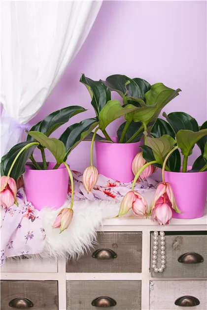 Medinilla magnifica - Zimmerpflanzen