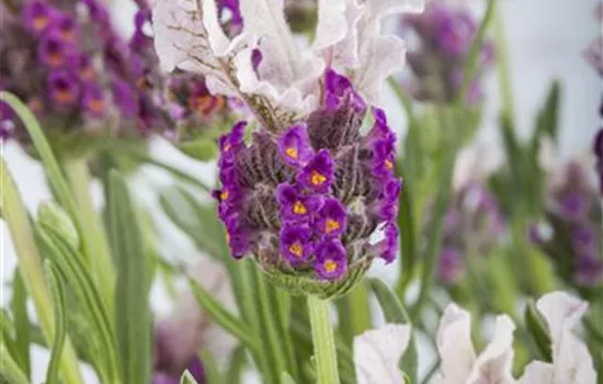 Lavandula stoechas 'Butterfly Garden'® Lavandula stoechas 'Butterfly Garden'®