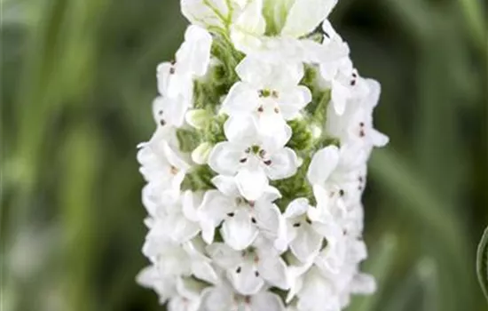 Lavandula stoechas, weiß Lavandula stoechas, weiß