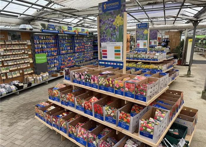 BLUMENZWIEBELN IN GROßER AUSWAHL