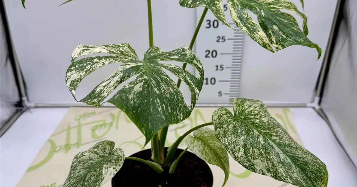 Monstera, Varigata, 60cm