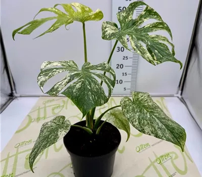 Monstera, Varigata, 60cm Monstera, Varigata, 60cm