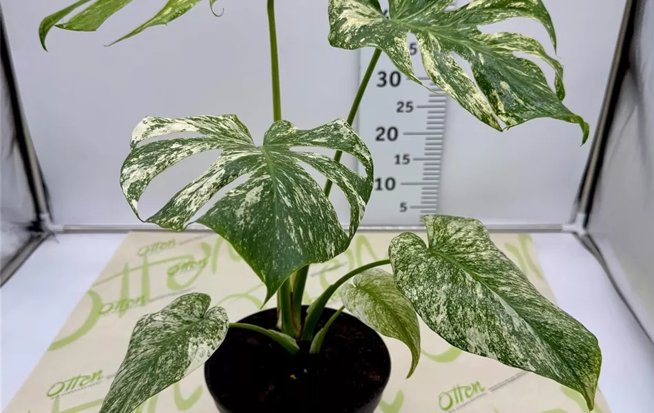 Monstera, Varigata, 60cm