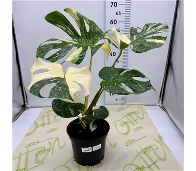 Monstera, Cream Brulee, 60cm Monstera, Cream Brulee, 60cm