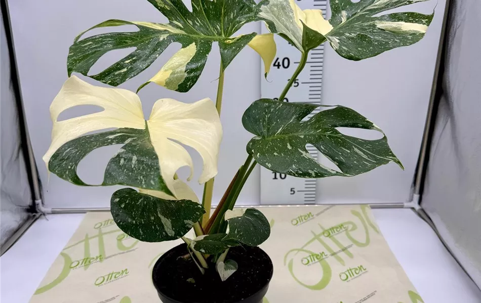 Monstera, Cream Brulee, 60cm