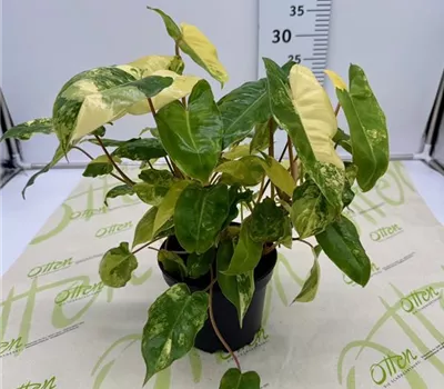 Philodendron, Burle-Marx Variegata, 35cm Philodendron, Burle-Marx Variegata, 35cm