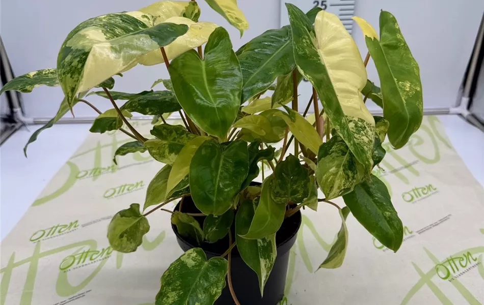 Philodendron, Burle-Marx Variegata, 35cm