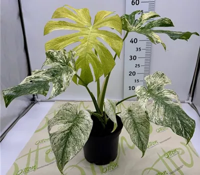 Monstera, Mint Varigata, 60cm Monstera, Mint Varigata, 60cm