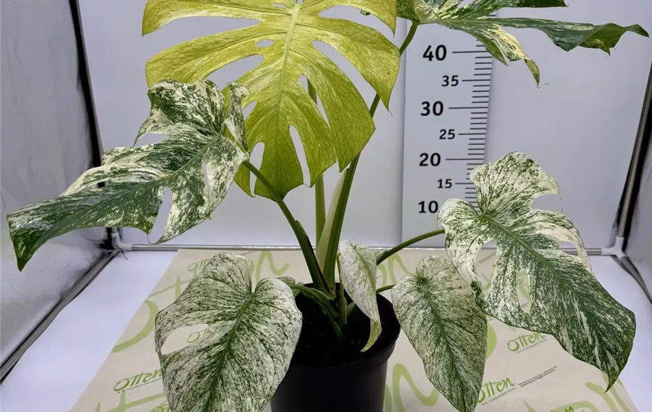 Monstera, Mint Varigata, 60cm