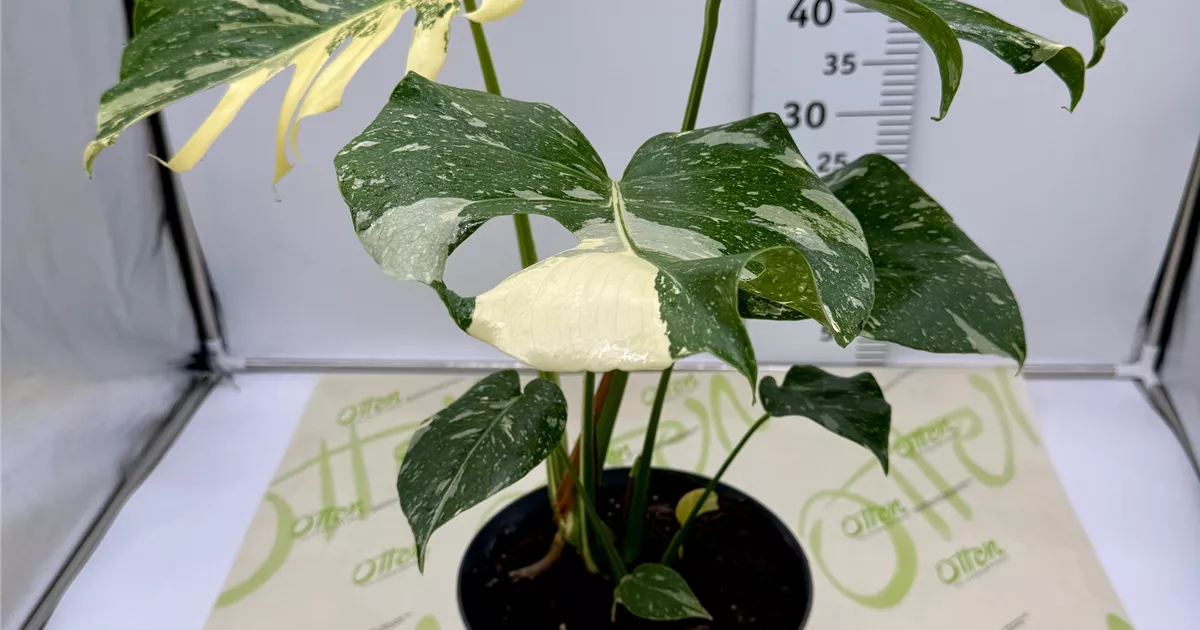 philodendron 'malay gold' Philodendron, Mayala Gold 17Cm main image 0