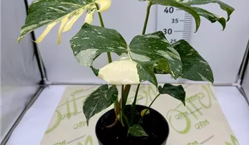 monstera tiwintza MDR206] Monstera tiwintza (xs) – Carnivero main image 0