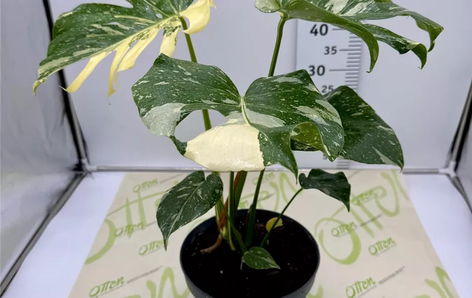 Monstera, Thai Constellation, 60cm