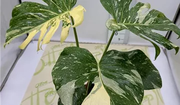 Monstera, Thai Constellation, 60cm