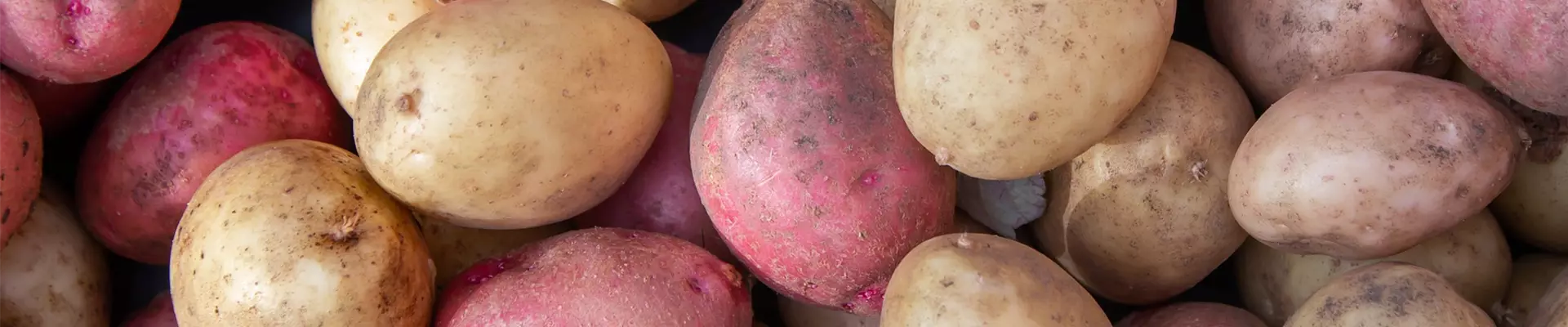 Pflanzkartoffeln