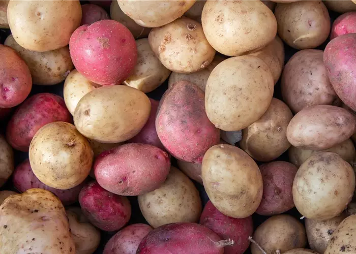 DIE PFLANZ-KARTOFFELN SIND EINGETROFFEN!