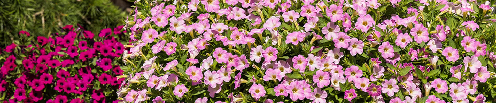 Website_05