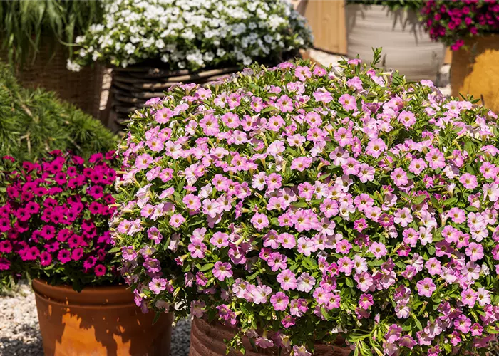 ZARTE-MARTE IST DIE PFLANZE DES JAHRES IM NORDEN 2026