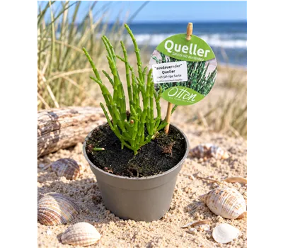 Queller Jungpflanze, 10cm Topf