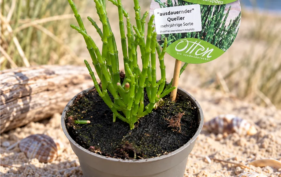 Queller Jungpflanze, 10cm Topf